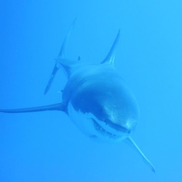 Meet your Posher, Malonie - Picture 1 of 1